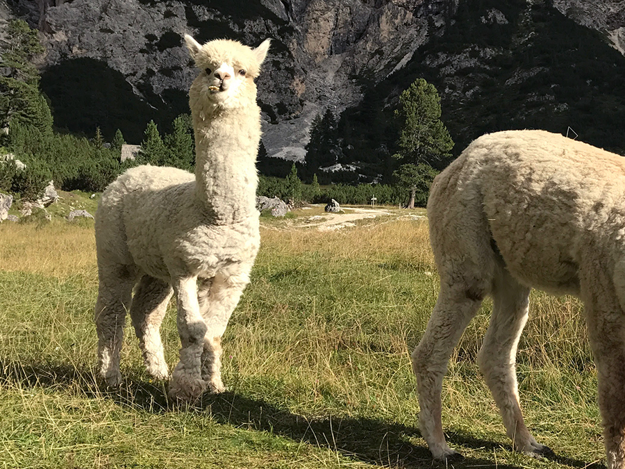 Alpaca Vacanze Estive sulle Dolomiti