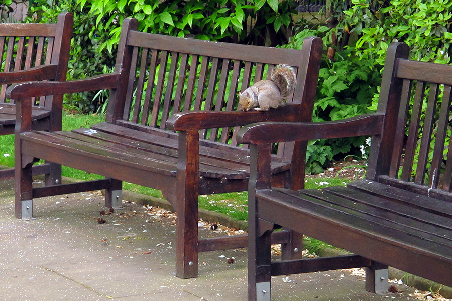 Scoiattolo - Cosa vedere a Londra