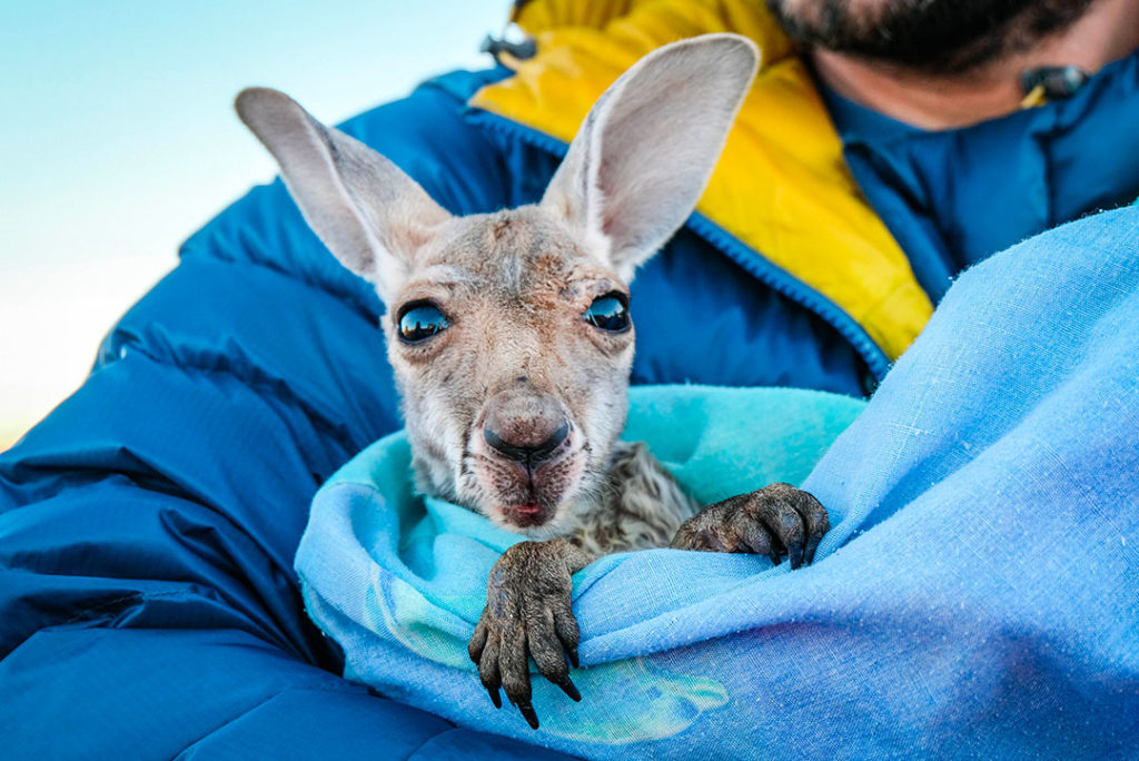 canguro a Kangaroo Sanctuary